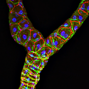 Confocal microscope image of Drosophila Malpighian tublules labeled with DSHB antibody C566.9 (red). PMID: 35594355, Fig. S3A.